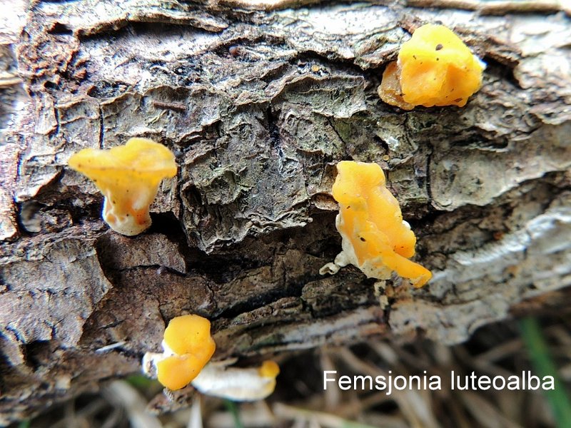 Ditiola peziziformis-amf1998.jpg - Ditiola peziziformis ; Syn1: Femsjonia luteoalba ; Syn2: Exidia peziziformis ; Non français: Trémelle en pézize